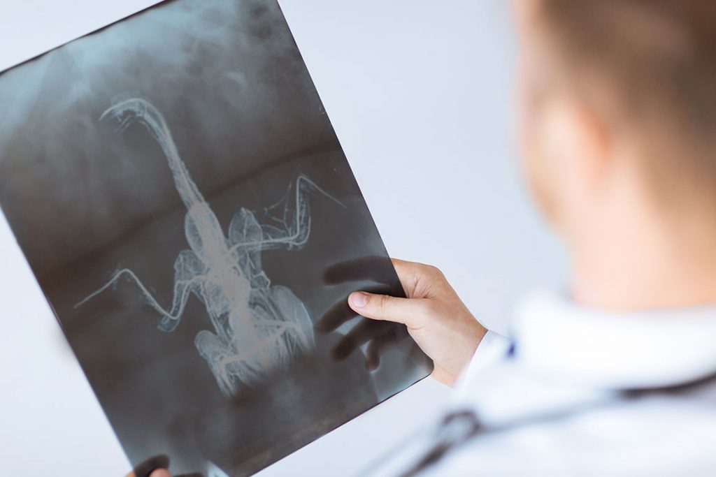 chiropractor turkey x-ray