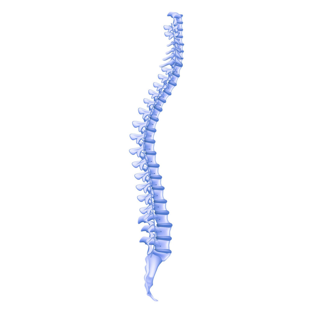 digital rendering of the spinal cord
